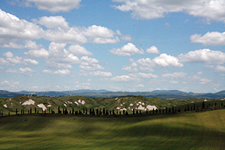 Tuscany's Cypress Trees
